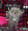 Scooter-_TINY SENIOR POODLE GIRL-N