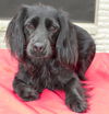 Lovely Lilly-N