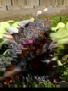 Silvie