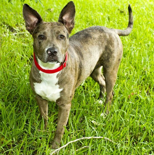 Gracie Marie---lovebug-N