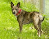 Gracie Marie---lovebug-N