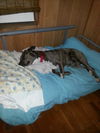 Gracie Marie---lovebug-N