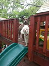 Gracie Marie---lovebug-N