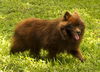 Mr Bear!! -S