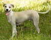 Tyler--sweet cuddler--VIDEO-LOCAL