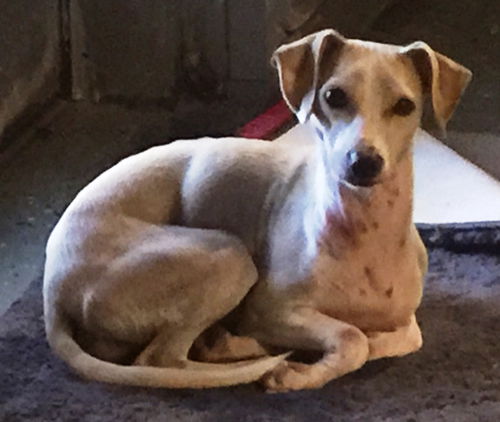Tyler--sweet cuddler--VIDEO-LOCAL