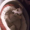 Tyler--sweet cuddler--VIDEO-LOCAL