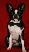 Stuey---Fun boston guy--N