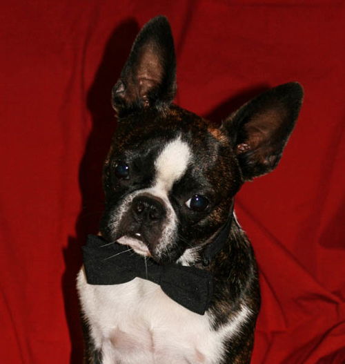 Stuey--Fun Boston guy---S