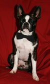 Stuey--Fun Boston guy---S