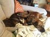 Ranger--Fun boy---N---Fostered in W. Mass