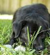 Chance-- Sweet pug nose boy--S