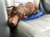 Darby--Baby Dobie NEEDS HELP _S