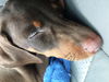 Darby--Baby Dobie NEEDS HELP _S