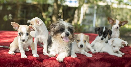 Fancy's pups--Adorable-- N-_VIDEO