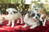 Fancy's pups--Adorable-- N-_VIDEO