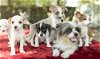 Fancy's pups-Adorable--S  VIDEO