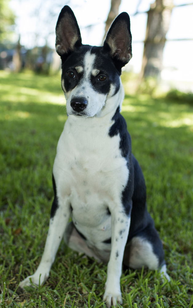 Black and white australian sales cattle dog