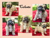 Celeste-Fluffy little angel-S-Video