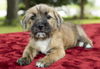 Griff-little wirey mouse-- N--VIDEO LOCAL