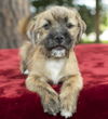 Griff-little wirey mouse-- N--VIDEO LOCAL