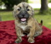 Griff-little wirey mouse-- N--VIDEO LOCAL