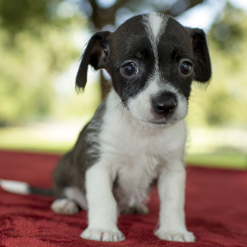 Oreo-Little scruffy boy-S