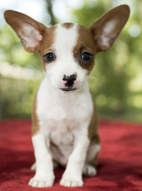 Brownie- Ears!!!-S