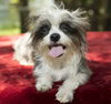 Snickers---Tiny sweetie-N