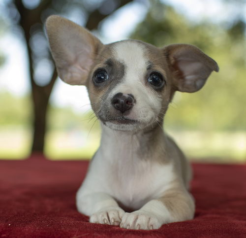 Snickers---Tiny sweetie-S