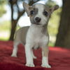 Snickers---Tiny sweetie-S