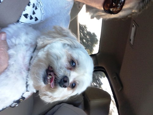 Bonnie--Cutey malti poo girlie---S