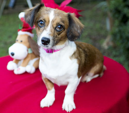 Bonnie--sweet little doxie girl--S-Video