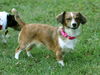 Bonnie--sweet little doxie girl--S-Video