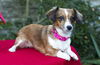 Bonnie--sweet little doxie girl--S-Video