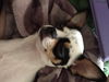 Peanut--Applehead cutey--S-VIDEO