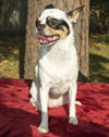 Peanut--Applehead cutey--S-VIDEO