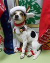 Scoot--Cutey--S