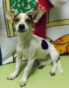 Scoot--Cutey--S