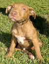 Rusty--love bug--N
