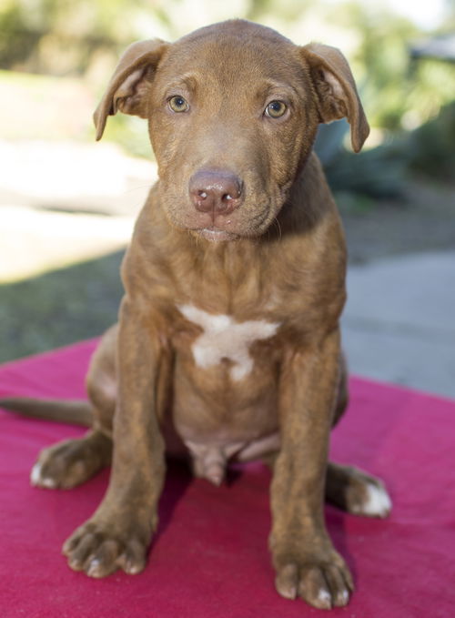 Rusty--love bug-S