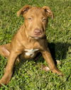 Rusty--love bug-S