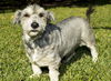 Gus--Funny clown--S
