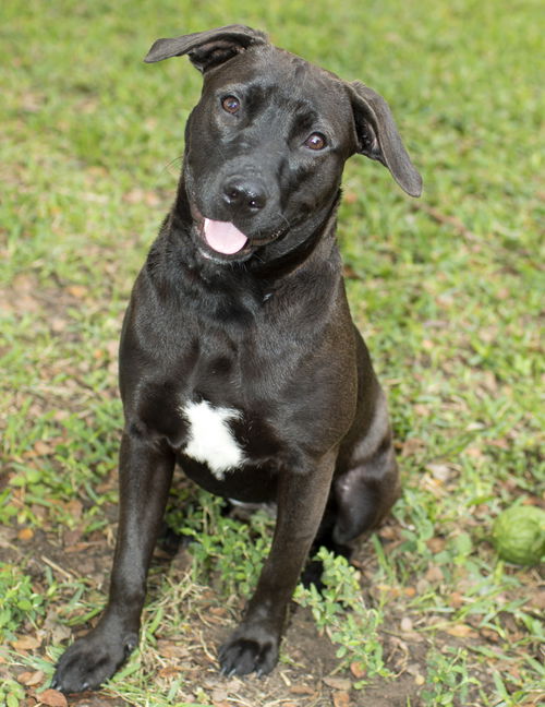 Jelly Bean--- Sweet labby pup-N