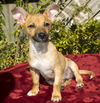 Thumper--- Tiny snuggle bear--N