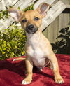 Thumper-Tiny snuggle bear---S