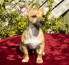 Thumper-Tiny snuggle bear---S