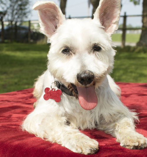 Gabriel--Sweet boy--N fOSTERED IN CT