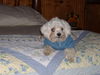 Little Maltese Willie-N