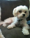 Little Maltese Willie--S